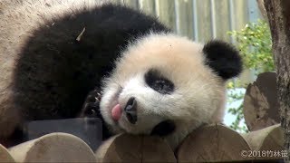 【むにゃむにゃ✨】🐼なにか夢みてるシャンシャンｗ✨【赤ちゃんパンダ】Giant Panda -XiangXiang-☆dreaming?