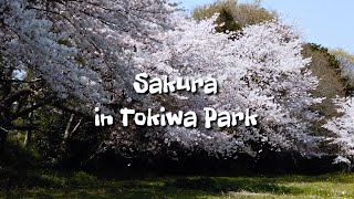 Sakura in Tokiwa Park | ときわ公園の桜 | Ube, Yamaguchi, Japan | Cinematic Video | Osmo Pocket