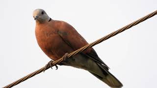 นกเขาไฟ (Red Collared Dove), Streptopelia tranquebarica  4K