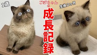 【祝1歳】エキゾチックショートヘア猫ごぼちゃんの生後2ヶ月～12ヶ月の成長記録