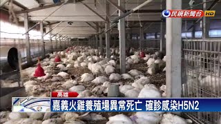 確診感染H5N2 嘉義火雞場撲殺逾3千隻火雞－民視新聞