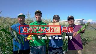 Bunkoufarms島原