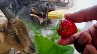 Strawberry Picking was a dud, but the animals were great