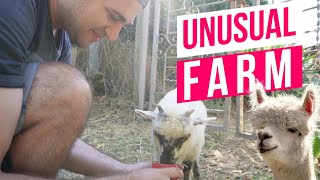 Unusual farm, Mille et une cornes, Saint Donat sur l'Herbasse, France