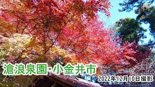 【4K】小金井市・滄浪泉園・紅葉・水琴窟（2022年12月10日）