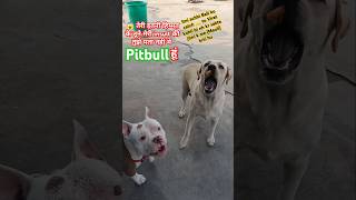 Labra Mauli ne ki Pitbull(Manhar) ki insult funny 🤣#dogsfunny #dogs#funny#shorts#viral#vedio#pitbull