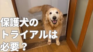 保護犬を引き取るのにトライアルは必要か考えてみた Do you think you need a trial period when you adopt a dog from the shelter?