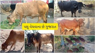 pashu vechvana che gujarat પશુ વેચવાના છે ગુજરાત ગાયો , ભેસ , વાછડી વગેરે છે