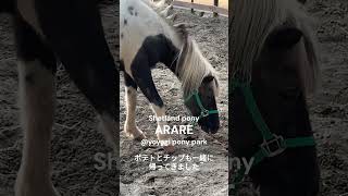 帰って来たあられ#Pony#ShetlandPony#YoyogiPonyPark