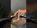 how to grow a ficus tree to become a bonsai