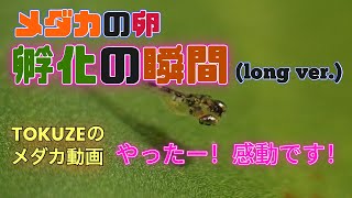 《メダカの卵》　孵化の瞬間（ロングバージョン)　〜感動の一瞬をぜひ御覧ください〜