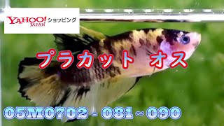 【ヤフ ショッピングタ】PKベタ　オス10匹　03M0702 081～090 1