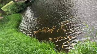 Ihmsen - Der Forellengott Forellensee Rosenweiher Der Norden dreht ab! Gold schürfen! Goldbarren!NEU