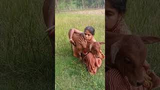 ଆମ ବାଛୁରୀ । #shorts #trending #youtube