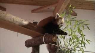 笹を食べ、木登りするレッサーパンダ （Red Panda）