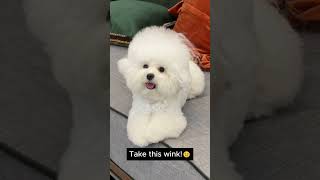 Dog's wink attack! Way too adorable 😂