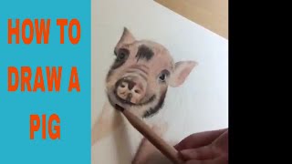 How to draw a realistic pig using coloured pencils