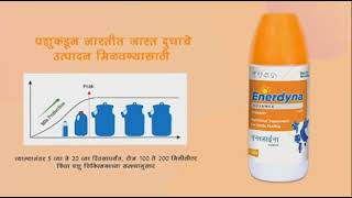 ENERDYNA ADVANCE LIQUID पशुमध्ये ऊर्जेची कमी आणि दूध उत्पादनात वाढ एनेरडायना ॲडवांस लिक्वीड