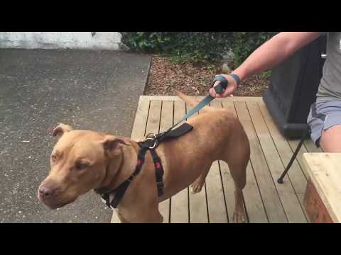 How to stop dog aggressive behavior towards people? Quickly and easily How to stop dog aggressive behavior towards people? Quickly and easily