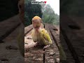 Love bird hand feeding Baby@SM peTs❤️ #africanlovebirdbreeding  #parrotlover #africanlovebird