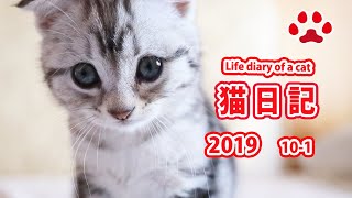 2019.10.1 みゃうの猫日記　【みゃうの猫日記 アリス編】