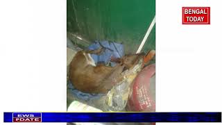 A deer was recovered from madarihat basti area and later it was handed over to the forest department