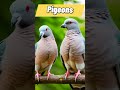 hilal animals and birds in islam. viral islam viralshort youtubeviral ytviralshorts