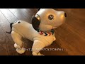 【期間限定のふるまい】ネコになったaibo「ニャイボ」