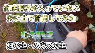 カインズの安い増し土が培土で使えるか‼️育苗の様子と無農薬野菜を作る目的について20220421