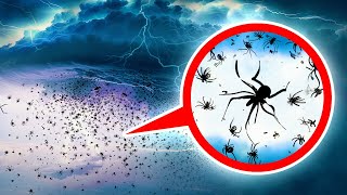 Hujan Laba-laba + Keajaiban Alam Lainnya yang Tidak Akan Anda Percayai Keberadaannya!"