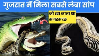 Scientists discover world's largest snake in Kutch Gujarat