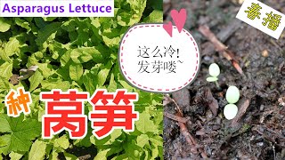 直播🥬莴笋🥬发芽🌱, 成功了一半！简易暖棚的使用, 冬末春初种菜 When to plant asparagus lettuce? (English Subtitle)