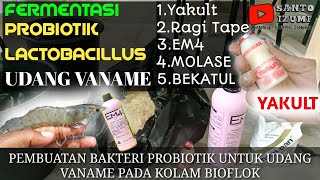 FERMENTASI BAKTERI PROBIOTIK UNTUK UDANG VANAME || Lactobacillus Biofloc System