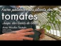 Que faire de mes plants de tomates avant les fameux « saints de glace » ?