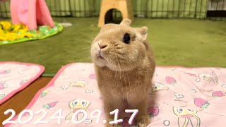 毎日の30秒ひなちゃん🐰✨【2024.09.17のひな】[うさぎ]