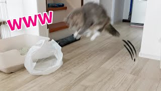 袋に向かって何度も独特なジャンプをする猫がかわいすぎたｗｗ｜Cat making a funny jump【サイベリアンのラフィ#132】