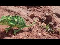 most beautiful lizards in andhra the world s rarest reptiles rural media