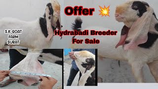 Hydrabadi Breeder For Sale / contact 8866653024