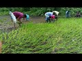 आनंददायी शनिवार उपक्रम आज मुलासोबत भात आवणीचे लावणी काम केले.मुले आनंदाने आवणी केले