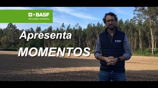 MOMENTOS BASF 🌽 O seu campo de milho está assim?