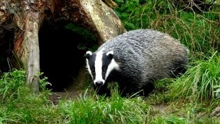 Meuse: une invasion de blaireaux dévore les champs de maïs