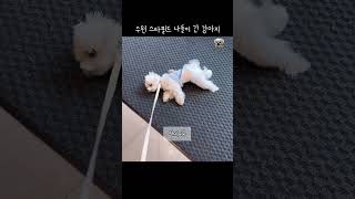 내 강아지가 꼬질한 이유 #짧은영상 #dog