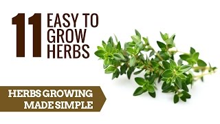 11 Easy to grow herbs | Herb Growing For Beginners