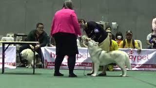 2023.1.13.　Day1-2 the 5th Asia, Africa \u0026 Oceana All Breed Championship Dog Show　BIS