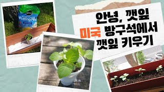 안녕, 깻잎 🌱| 미국에서 깻잎 키우기 | 방구석 가든 | Day 1