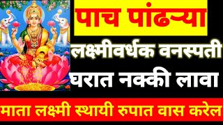 ह्या ५ पांढऱ्या लक्ष्मीवर्धक वनस्पती घरात नक्की लावा... स्थायी स्वरुपात लक्ष्मीवास करेल...