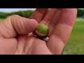 how to grow pin oak trees complete profile germinate acorn