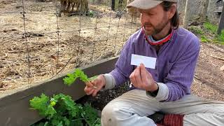 Weed of the Week: Greater Celandine 4/29/20