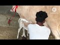 2 ਜਰਸੀ ਗਾਵਾਂ ਵਿਕਾਊ 2 ਸੂਆ ਤਾਜ਼ੀਆਂ ਸੂਈਆਂ 2 jersey cow s for sale