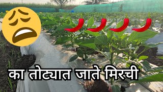 का तोट्यात जाते मिरची शेती | no loss in chilli | #मिरची #chilli